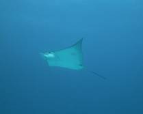 Maravilhosa arraia-chita nada próxima de nós durante mergulho em Isla Mujeres, no litoral do Yucatán, no sul do México